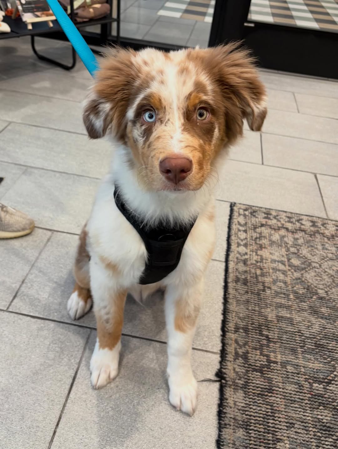 We loved meeting all of our residents' adorable pets yesterday \ud83d\udc3e\ud83e\udd0d Nothing better than wagging tails, sweet faces, and a few puppuccinos to make the day extra special! Thank you for bringing your furry besties to hang with us \ud83d\udc36\u2728\n